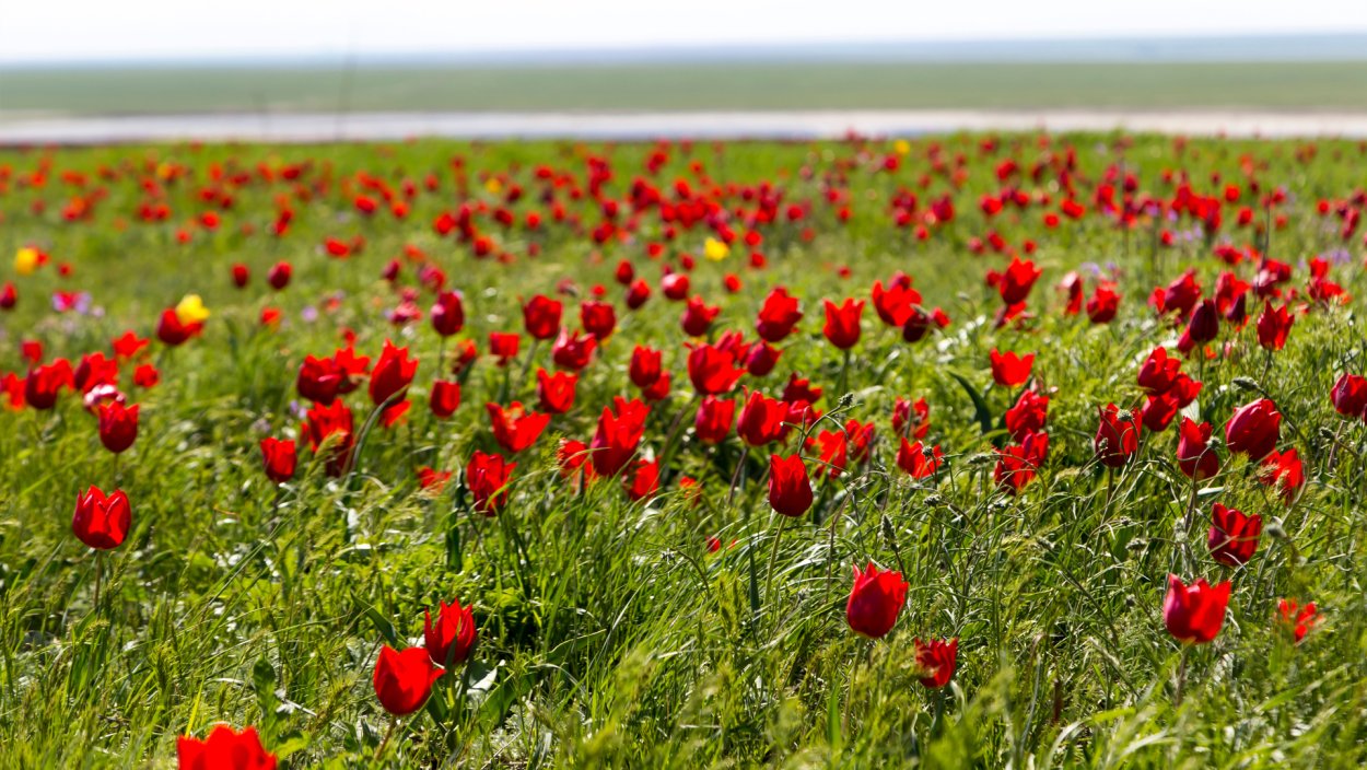 Элиста цветение тюльпанов
