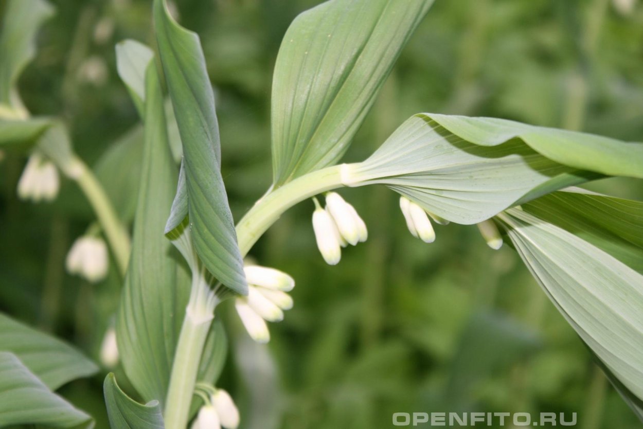 Сорняк с мутовчатыми листьями