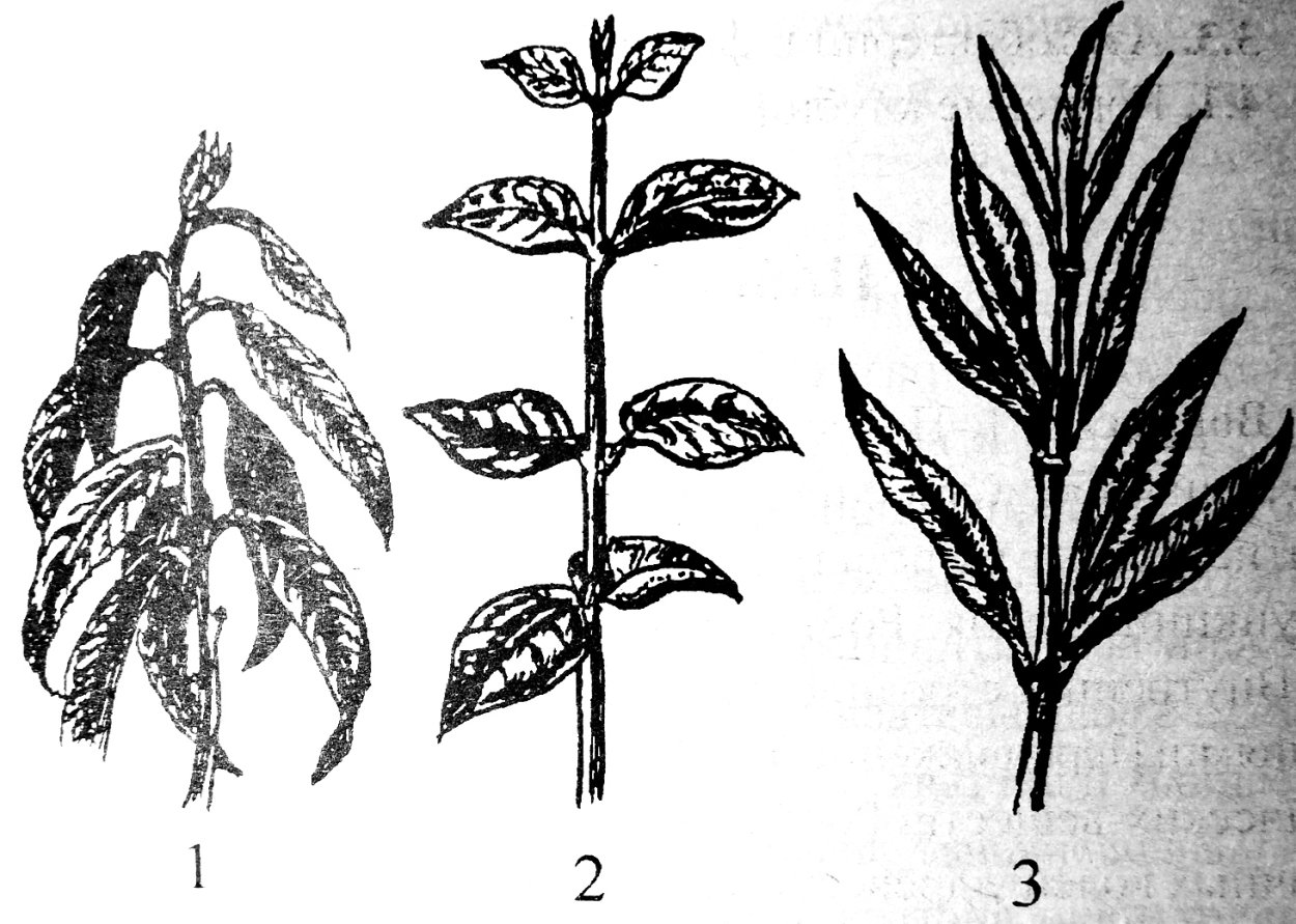 Мутовчатый побег