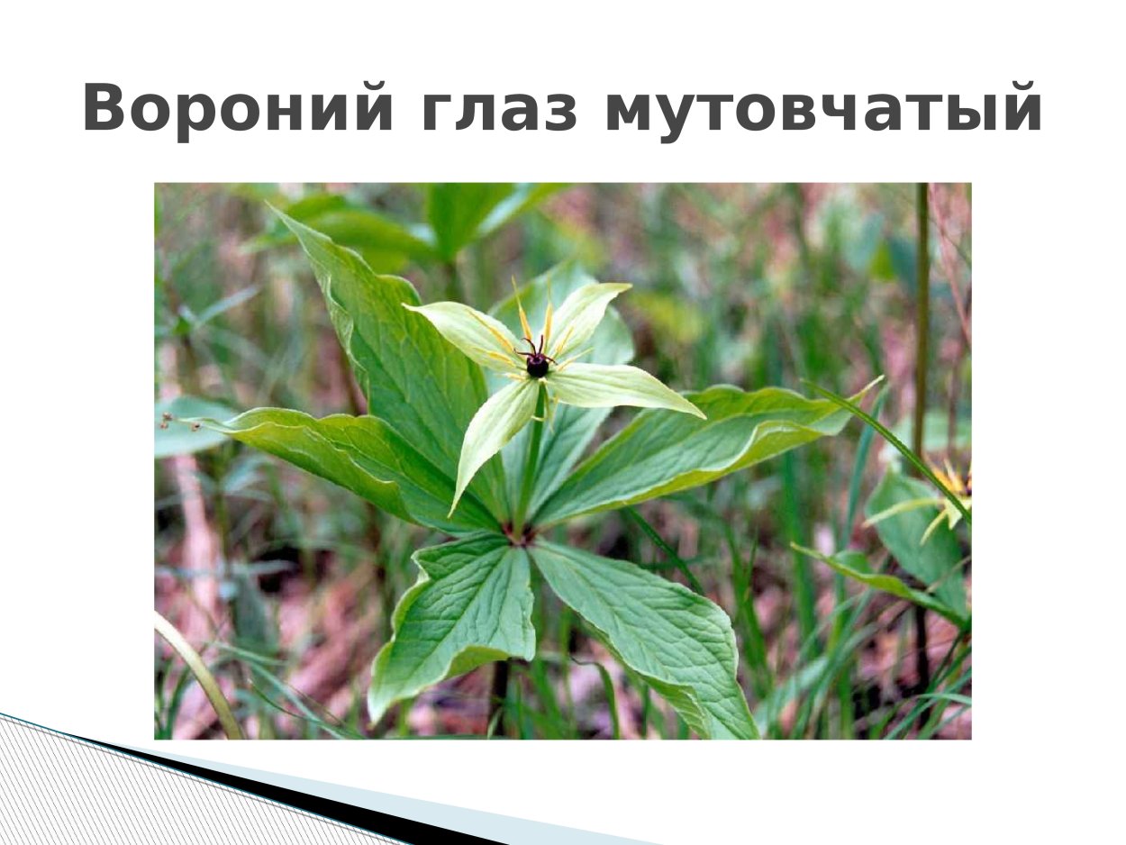 Дикий Ландыш купена