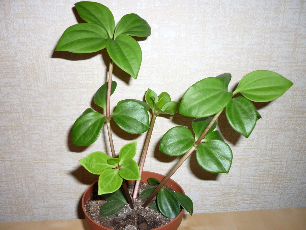 Вороний глаз четырёхлистный