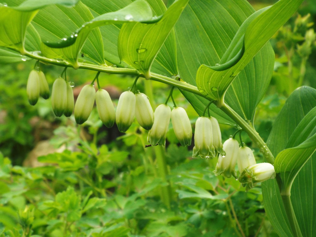 Определитель аквариумных растений