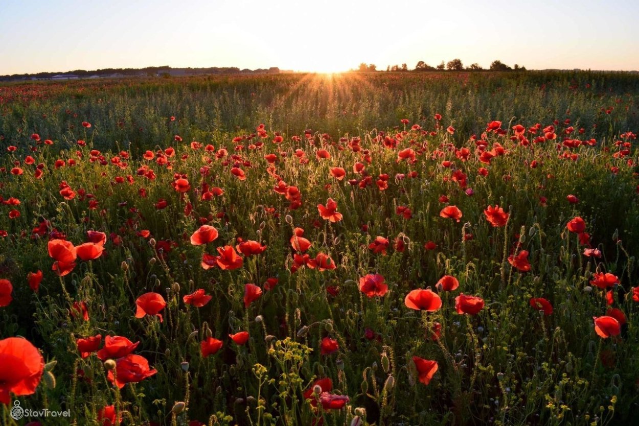 Маковое поле Михайловск