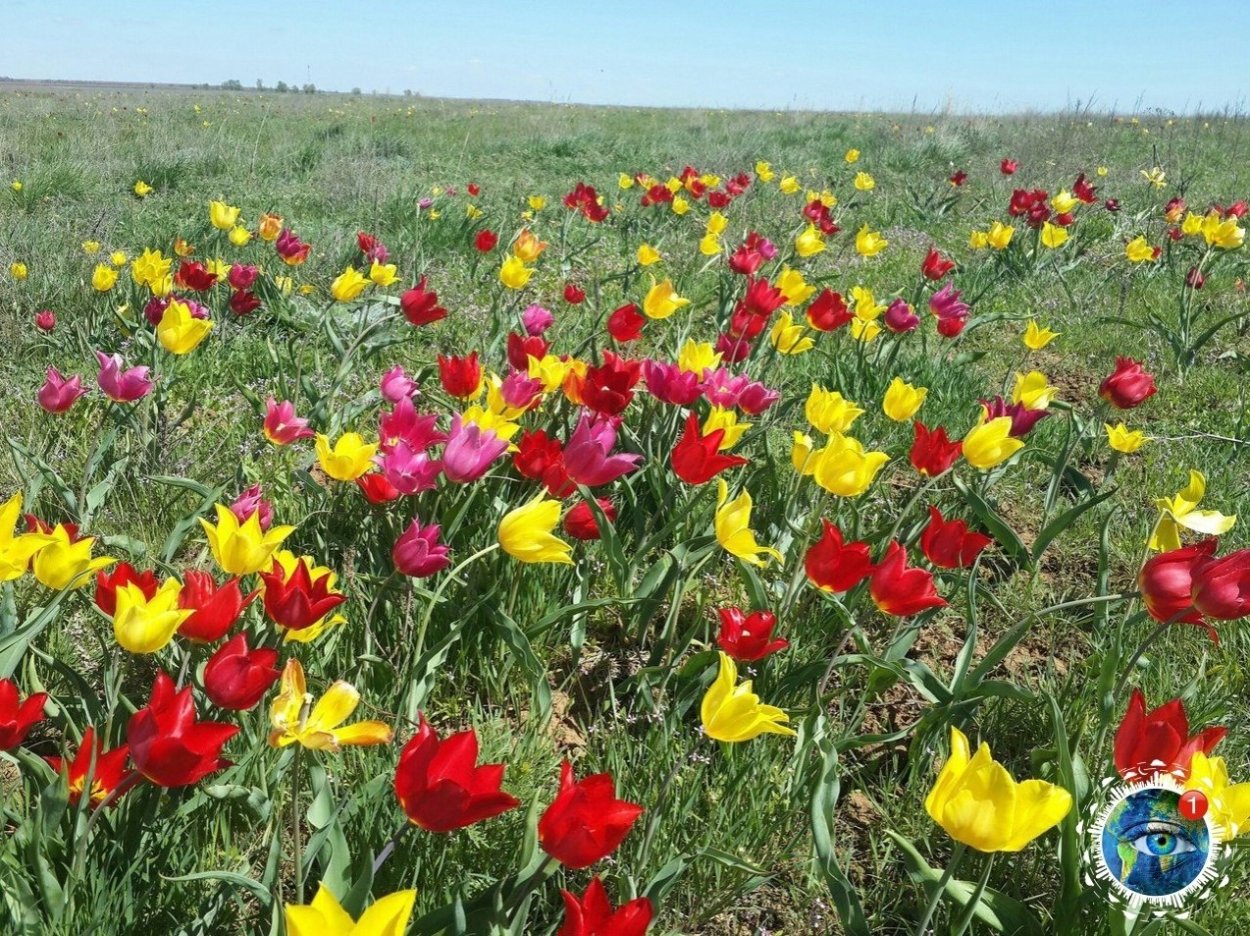 Элиста цветение тюльпанов