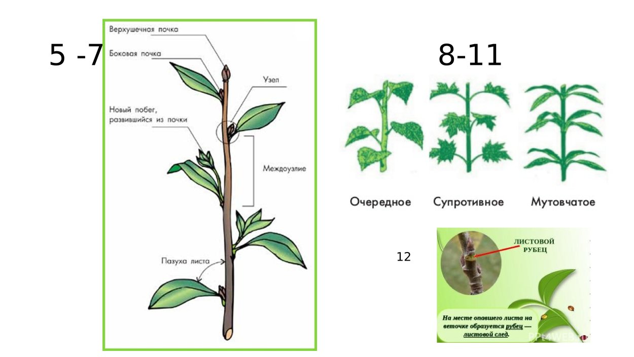 Вороний глаз четырёхлистный