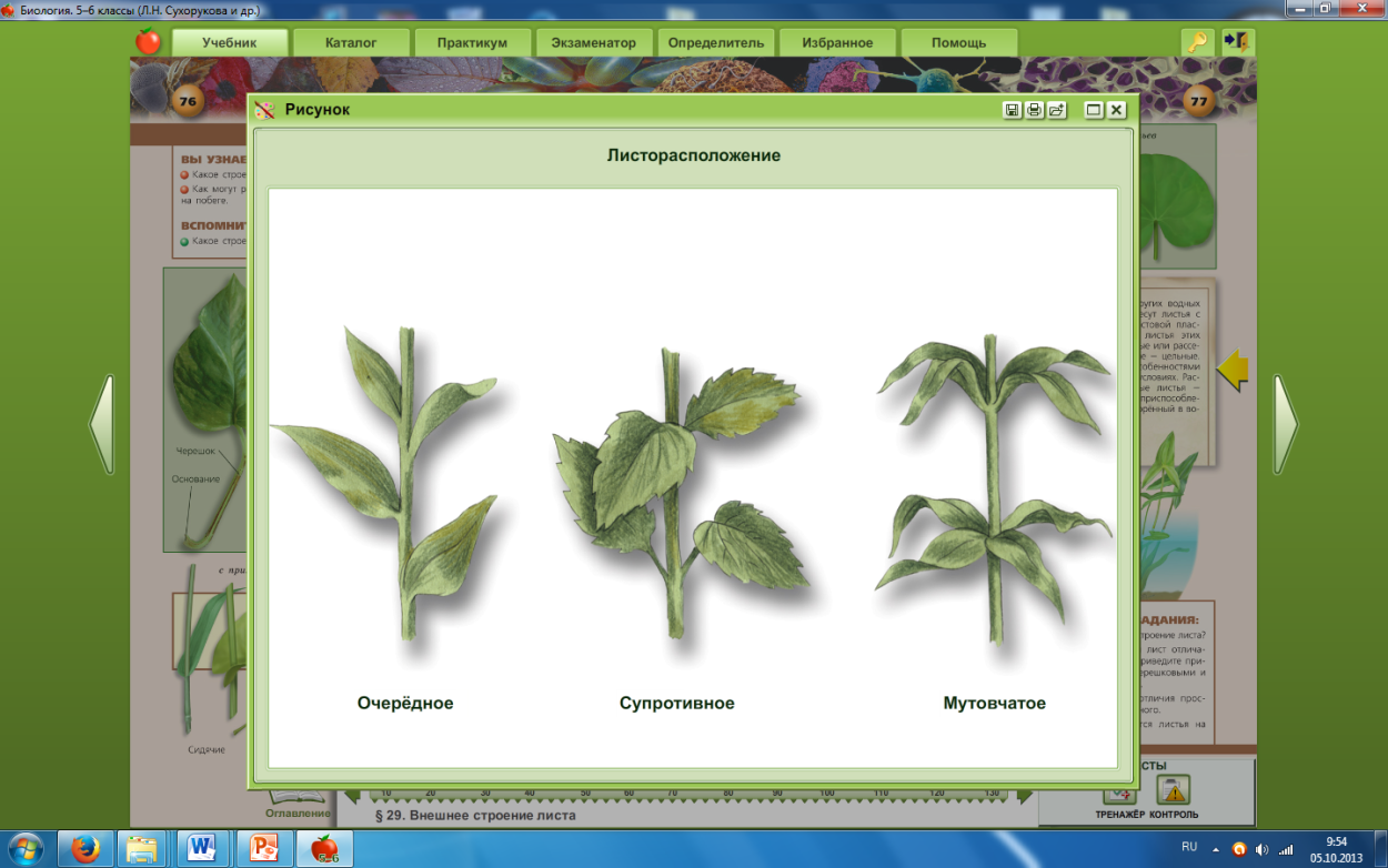 Вороний глаз мутовчатый Байкал-