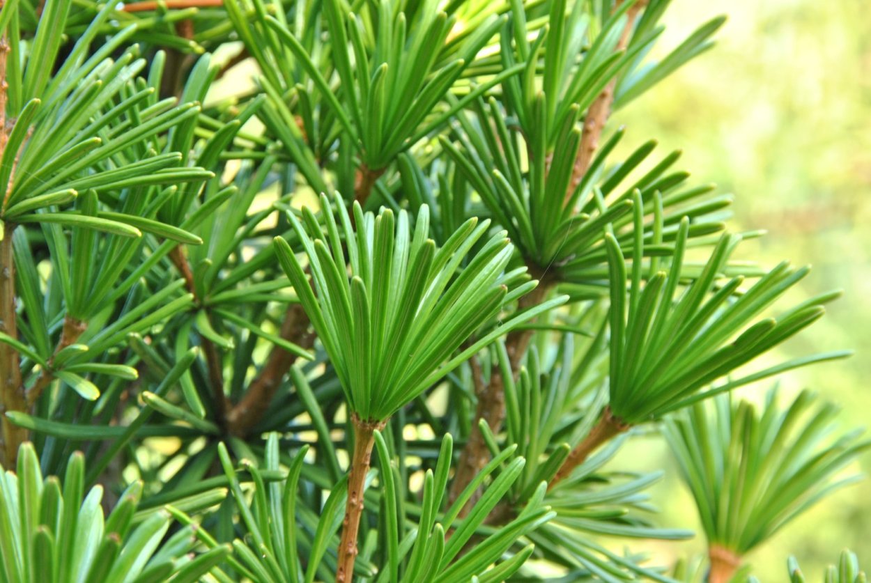 Моллюго мутовчатая