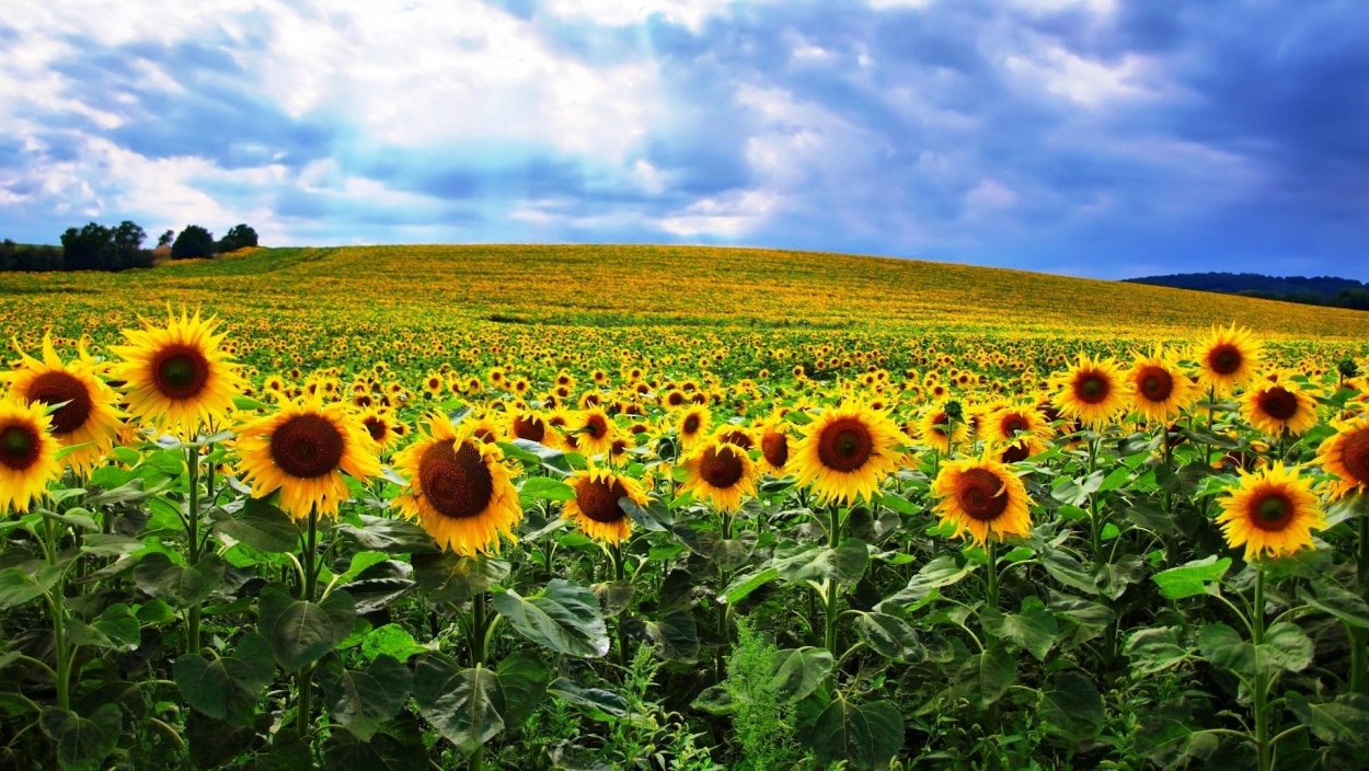 Поле подсолнухов Ставрополь