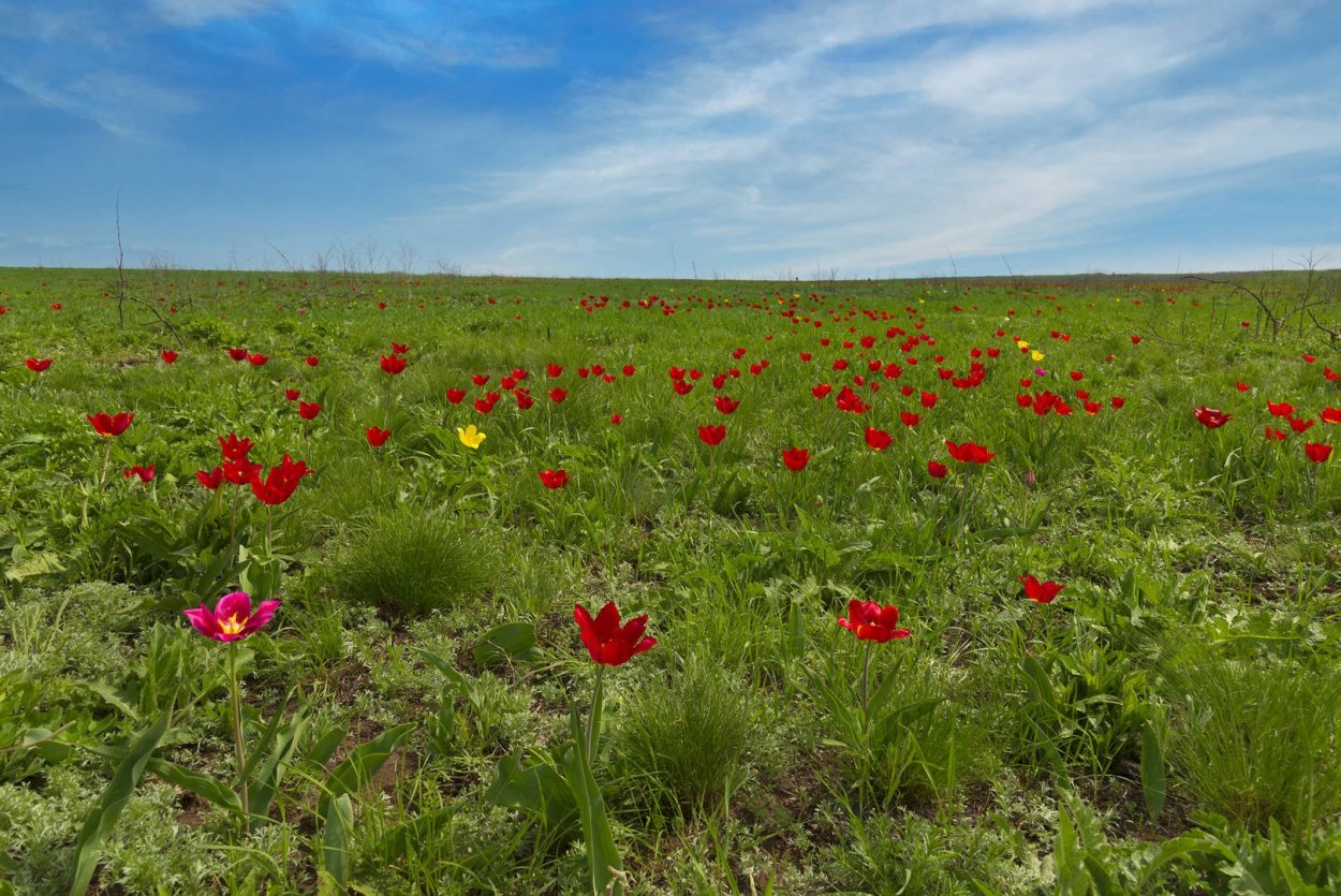 Культурные растения степи