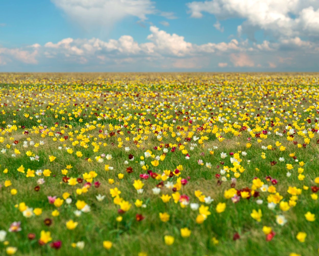 Урочище Куриловская Тюльпанная степь
