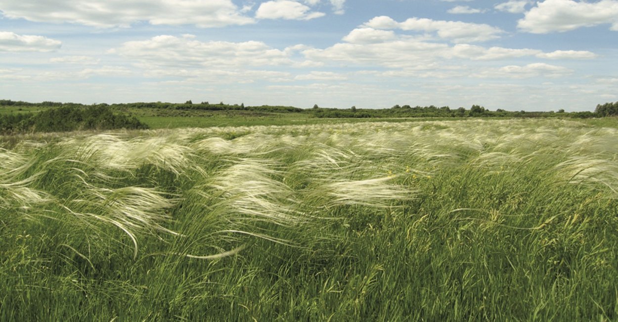 Кунчеровская степь