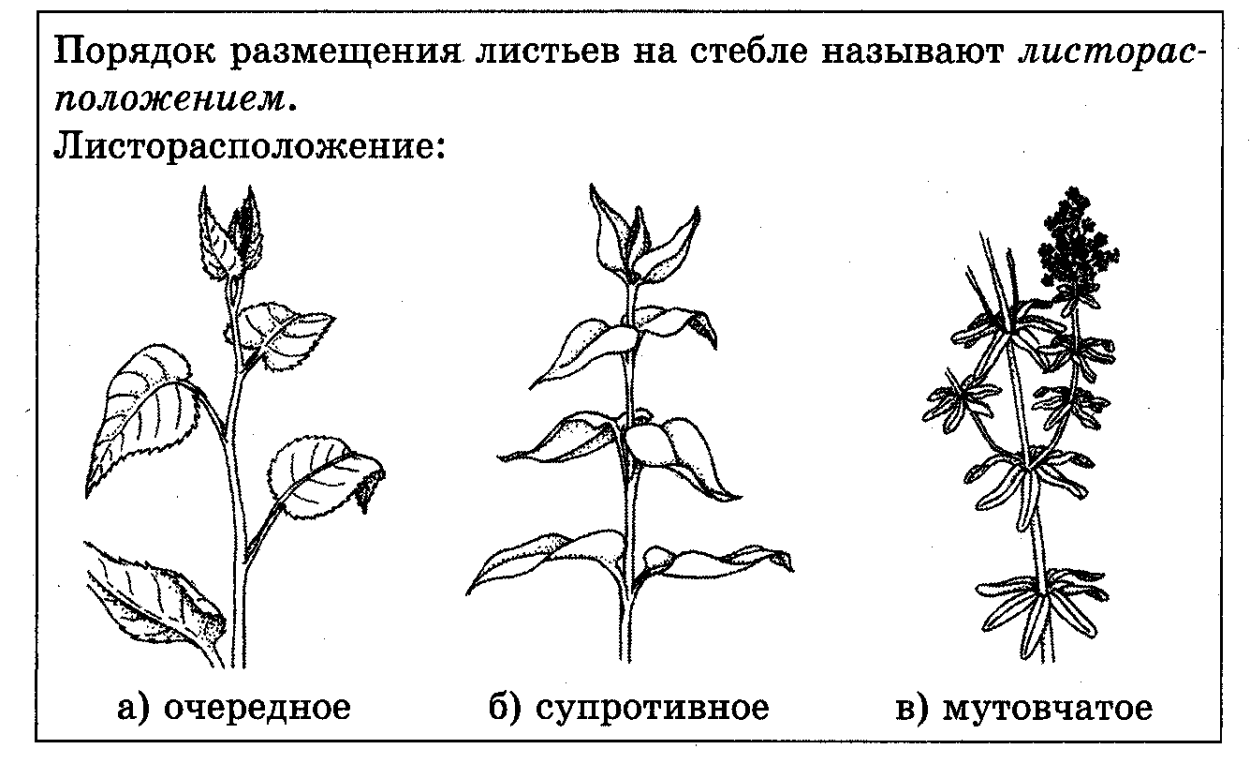 Очередное супротивное мутовчатое листорасположение