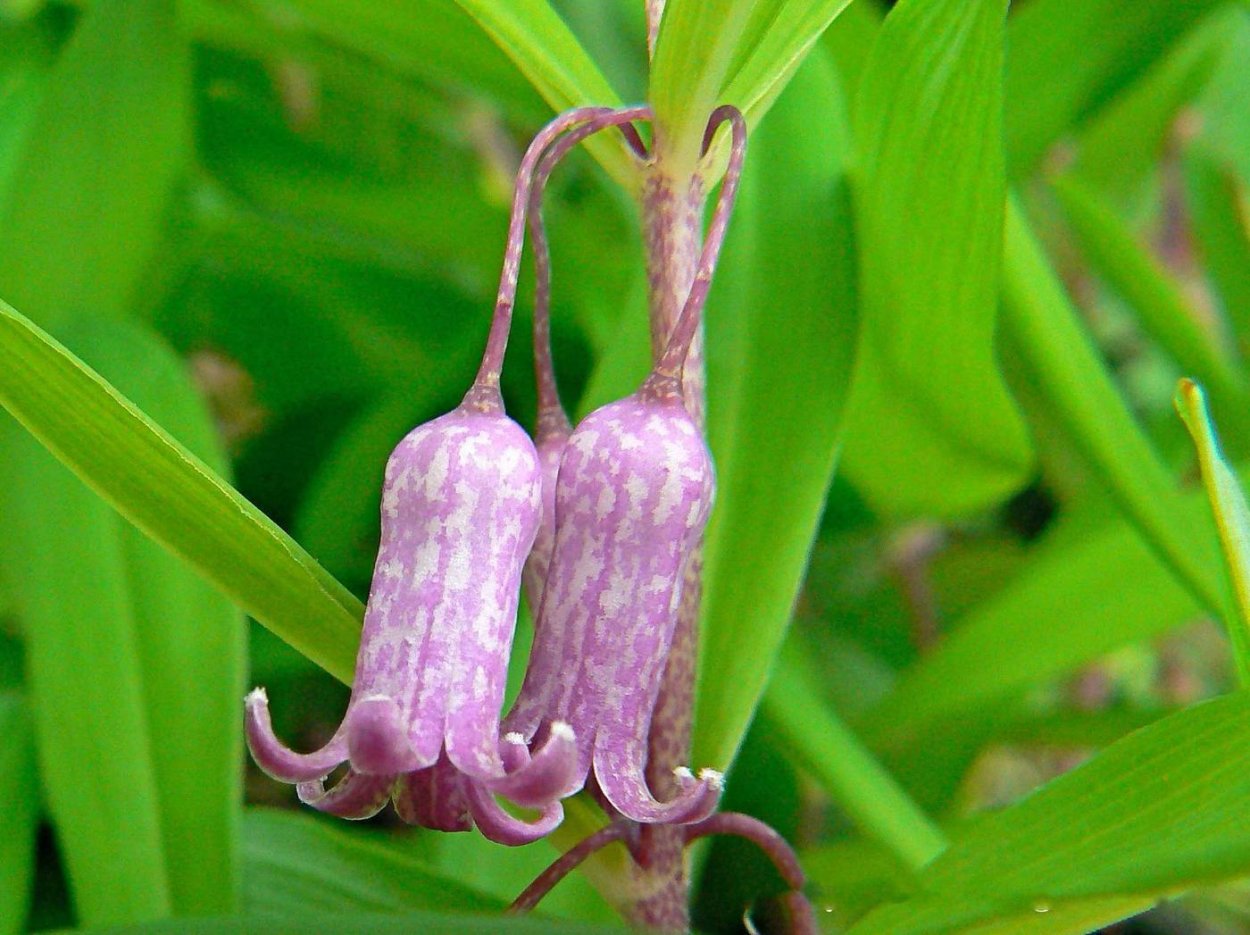 Хвощ полевой