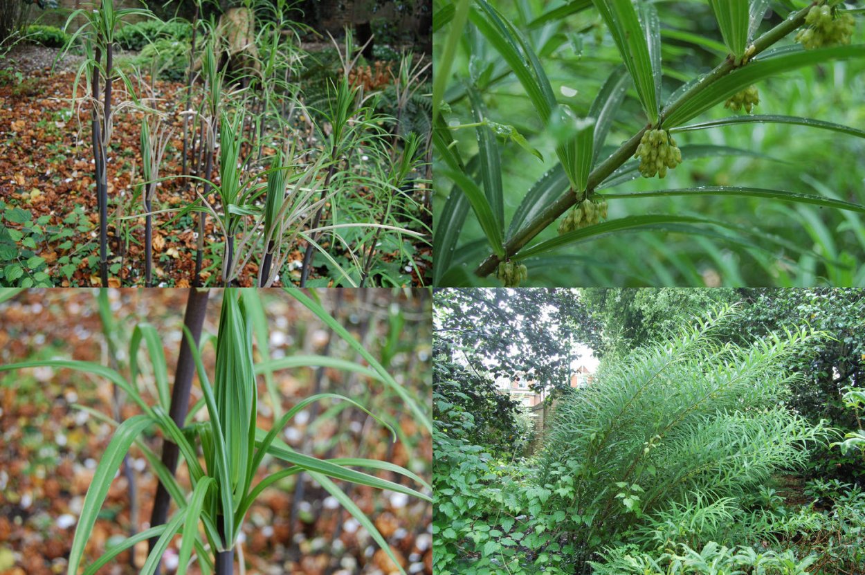 Побег стебель почки междуузелье