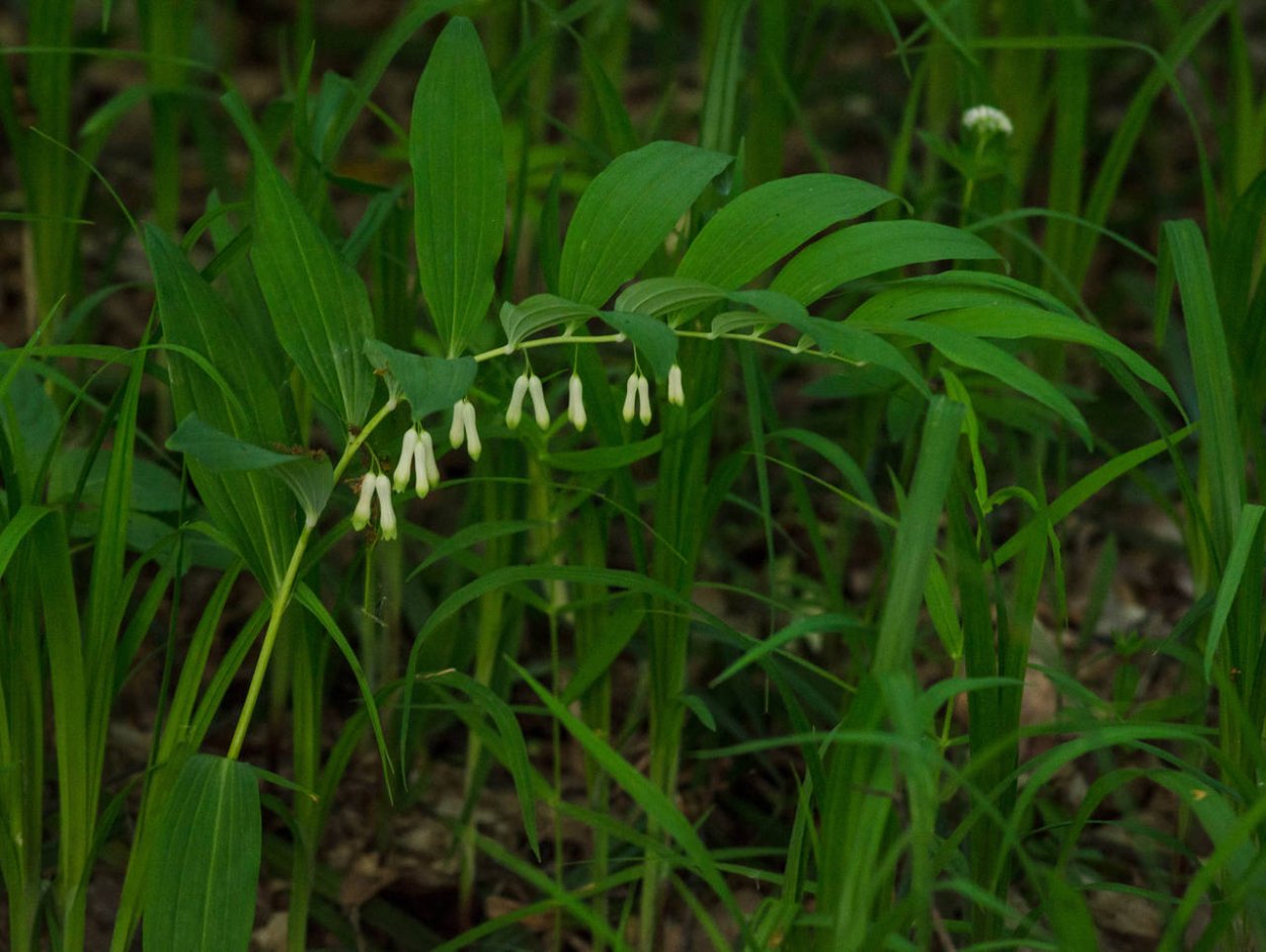 Раувольфия змеиная