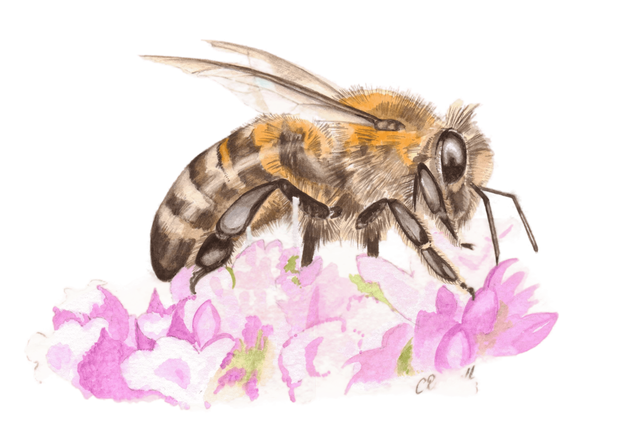 Акварель "Пчелка"