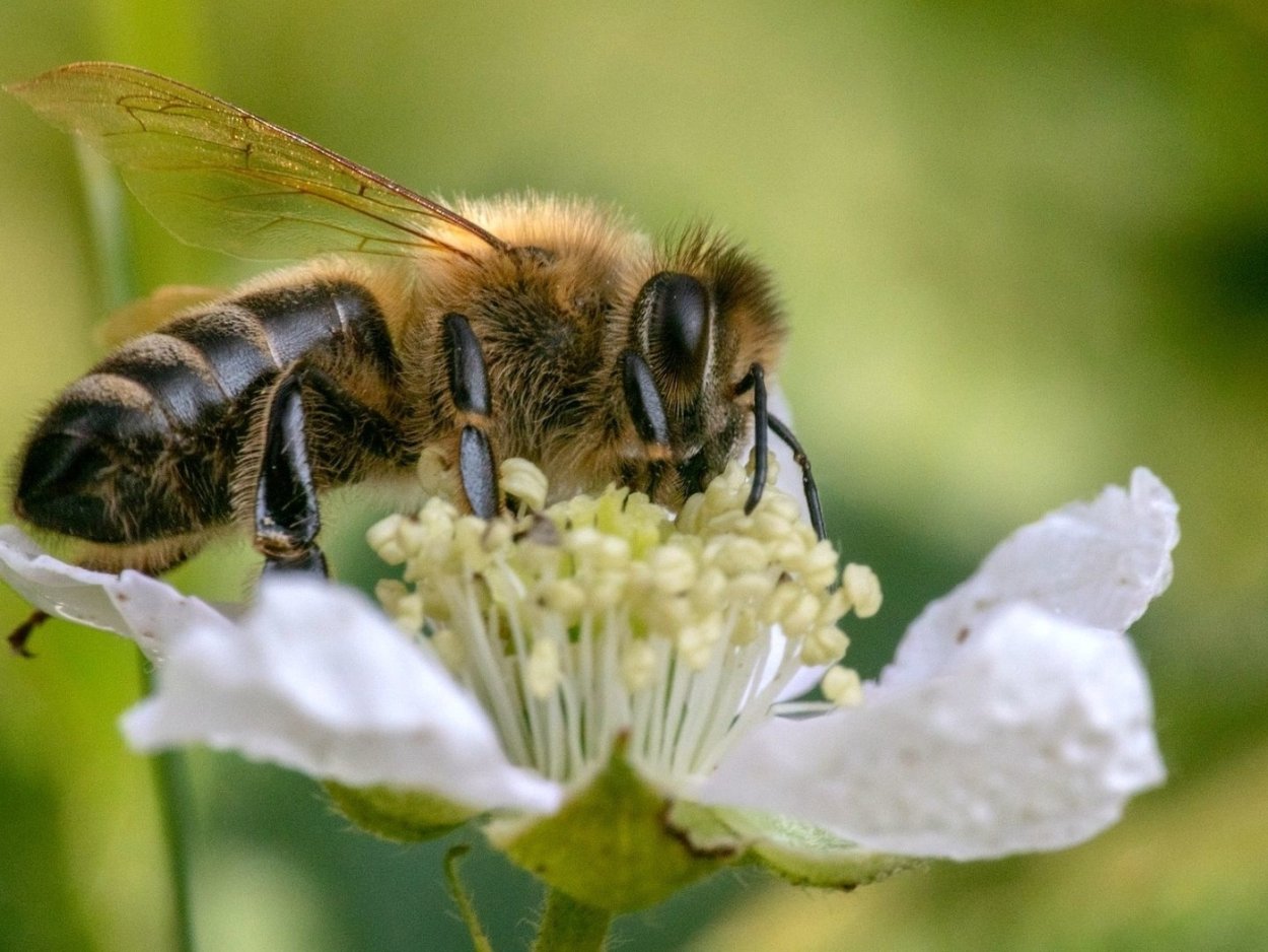 Фацелия пижмолистная