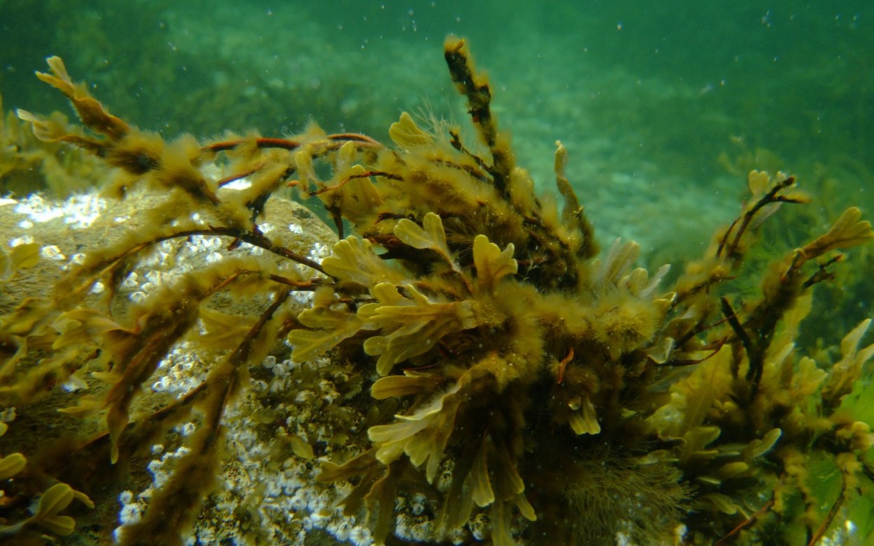 Представители бурых водорослей 6 класс