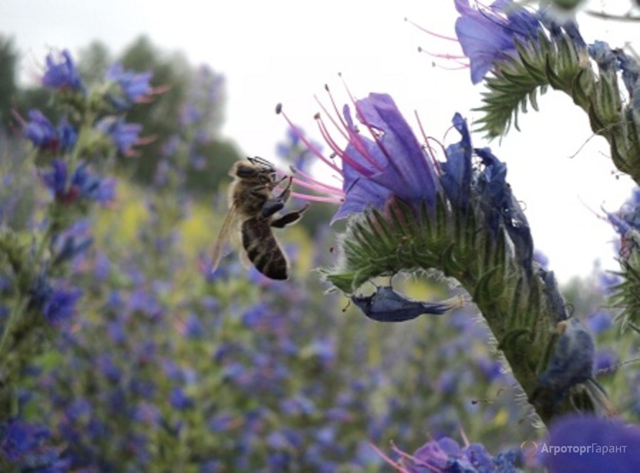 Гербарий медоносные растения (24 вида)