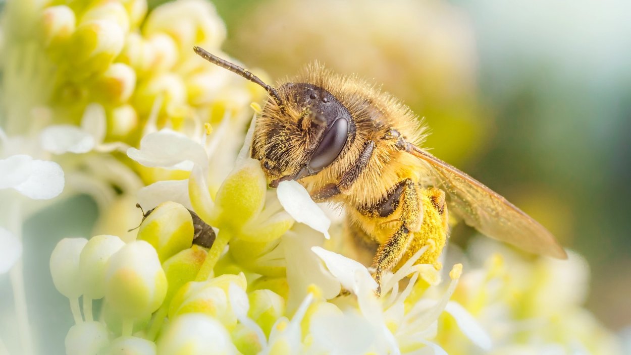 Растение фацелия медонос