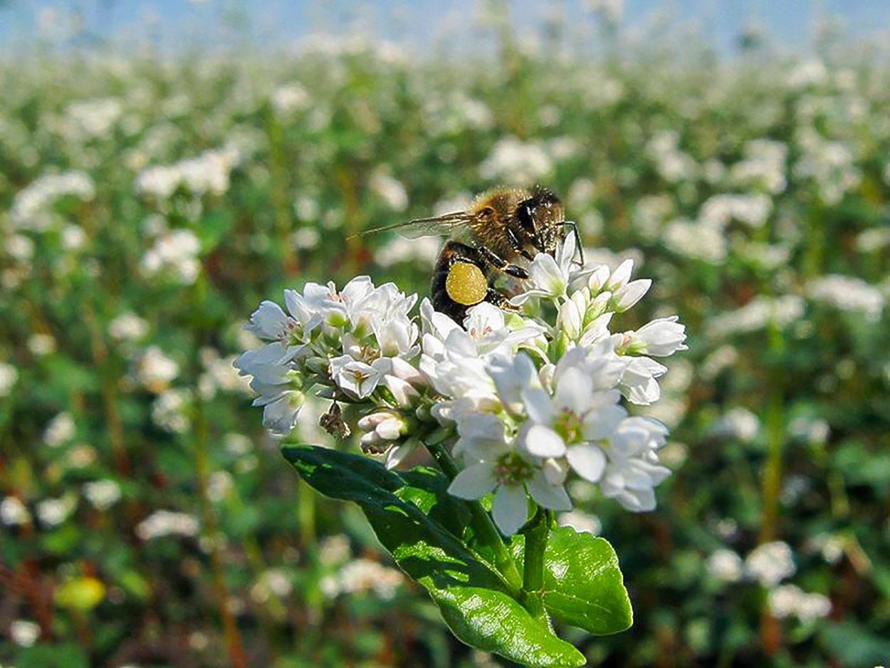 Цветы медоносы многолетники