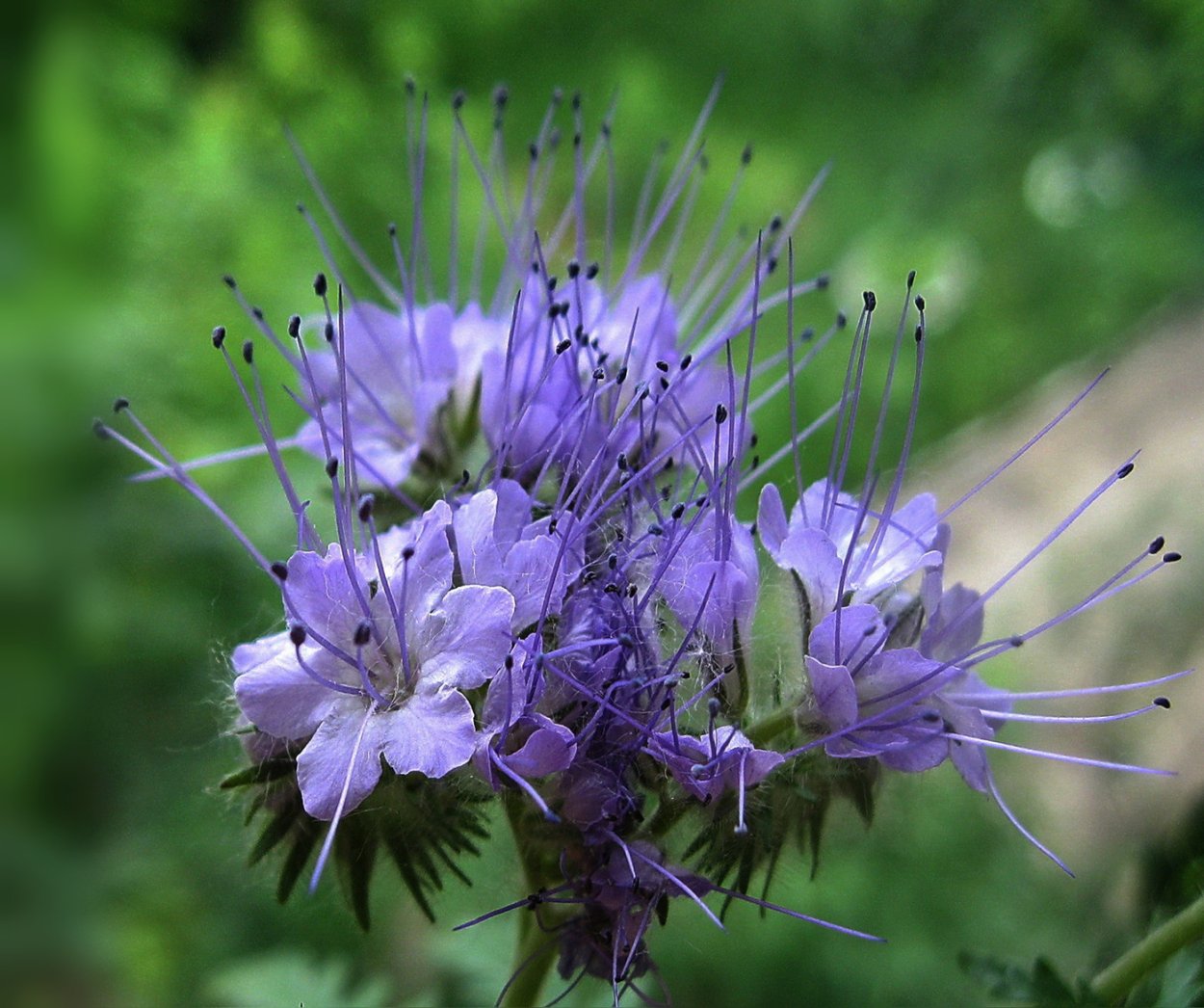 Медоносная пчела. Пчеловодство