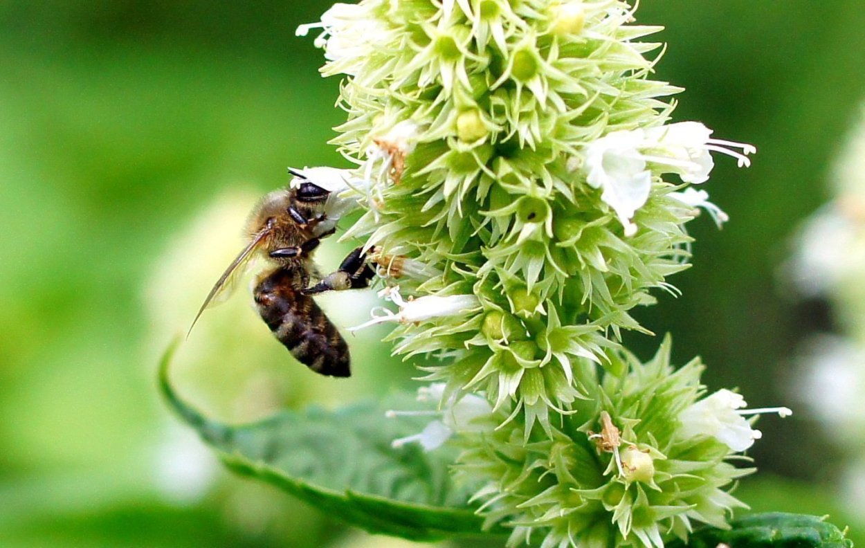 Шмель опыляет шалфей