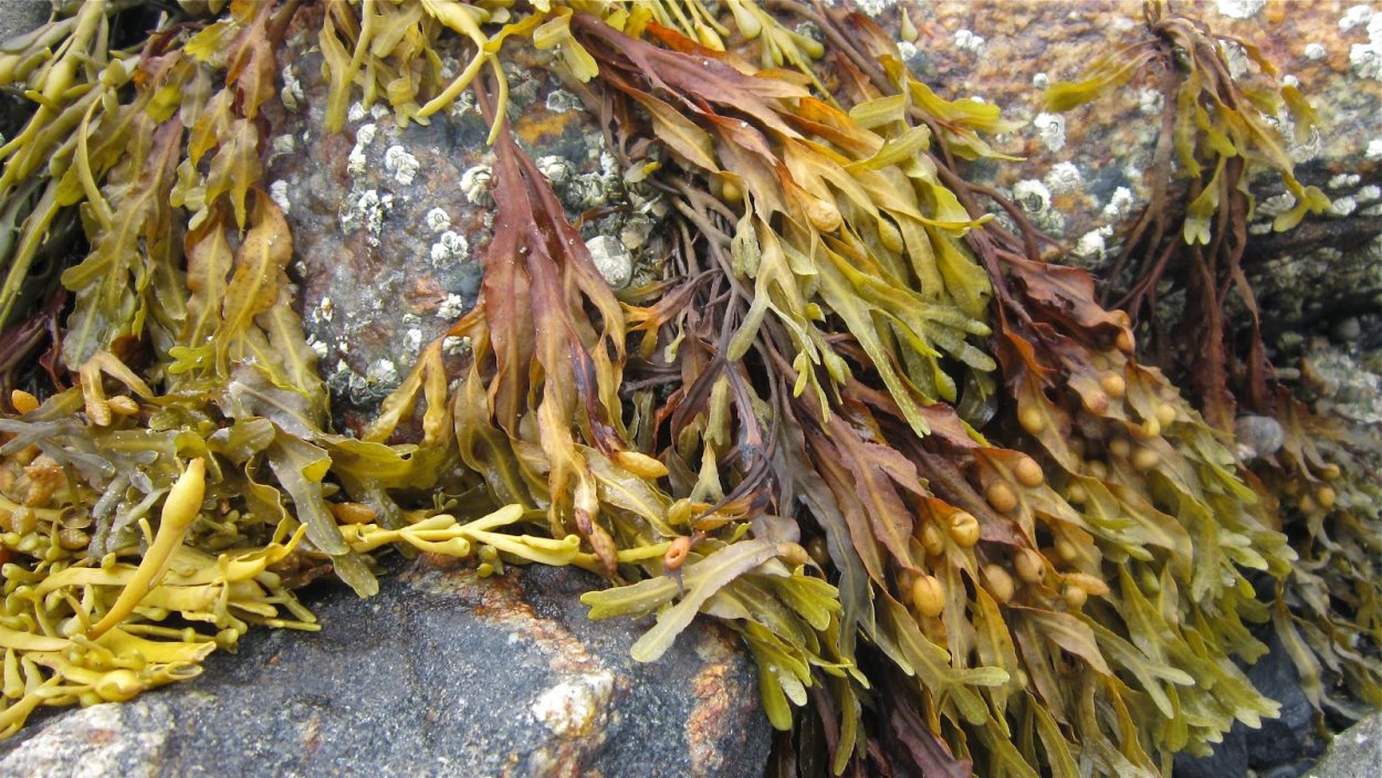 Саргассум одноклеточные или многоклеточные водоросли