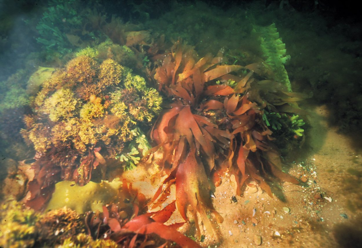 Таллом водоросли Ульва