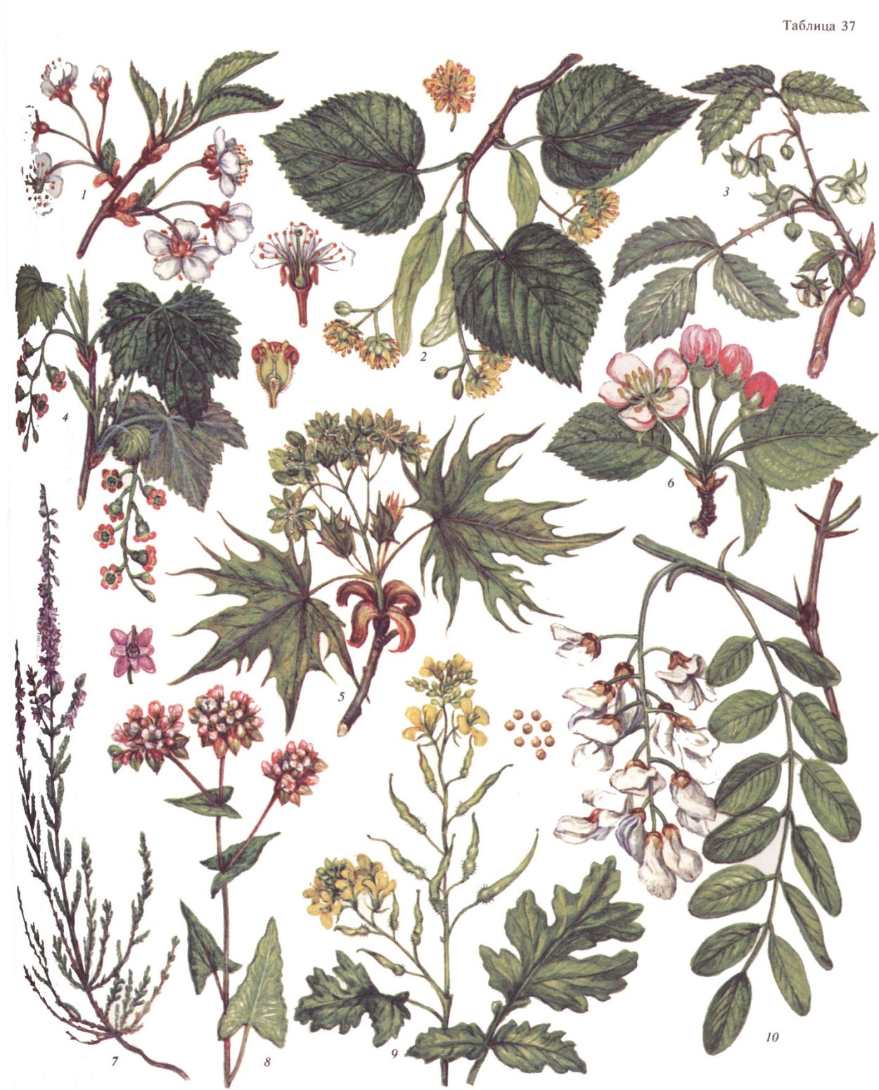 Медоносные растения травы цветы