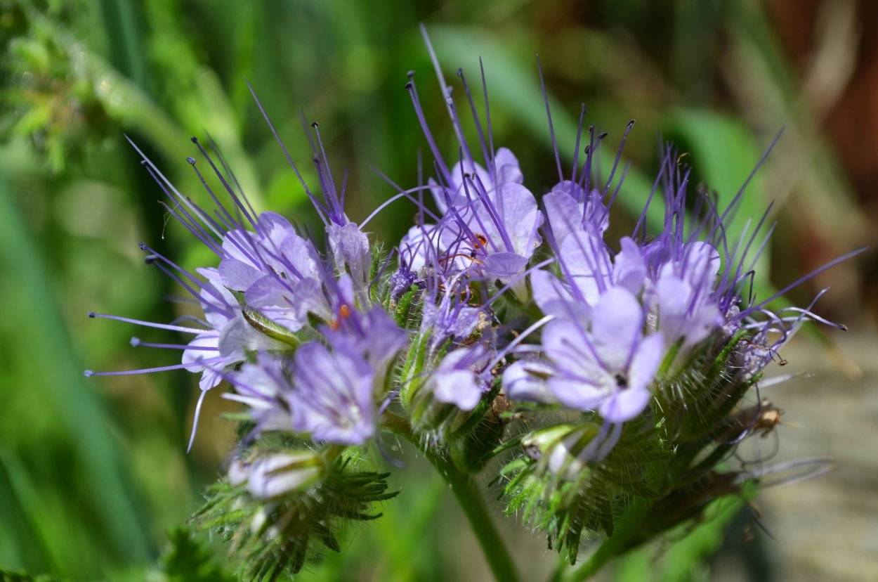 Атлас определитель травянистые растения леса