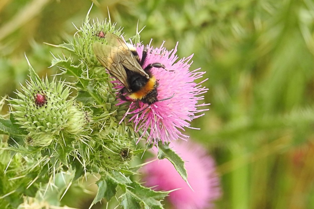 Рапс Яровой сидерат