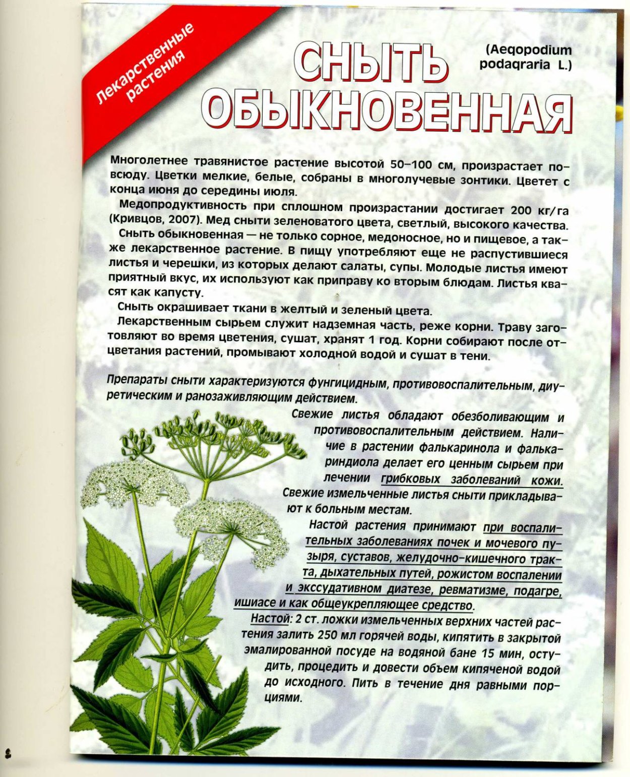 Клевер Луговой ботаника