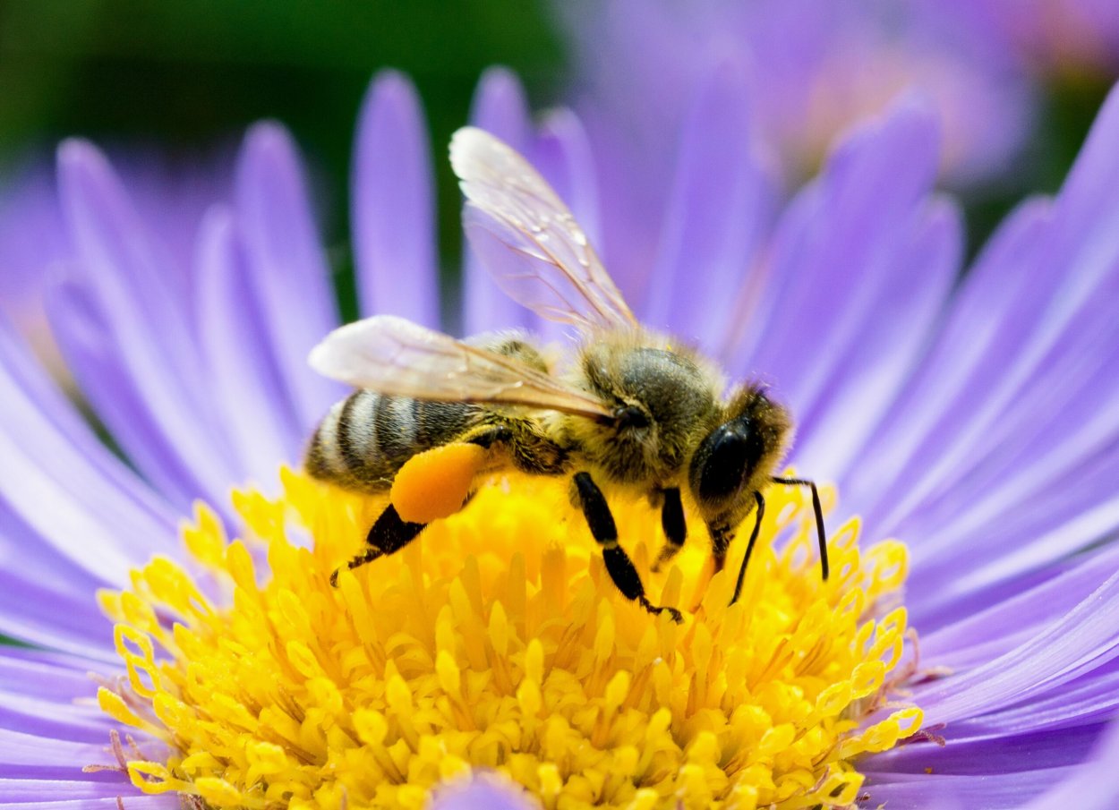 Медоносная пчела