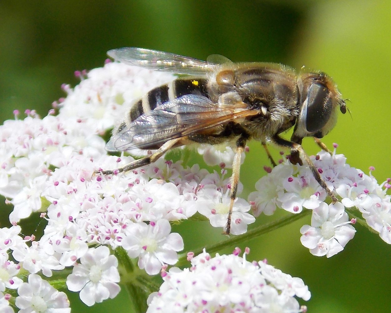 Фацелия пижмолистная Радуга
