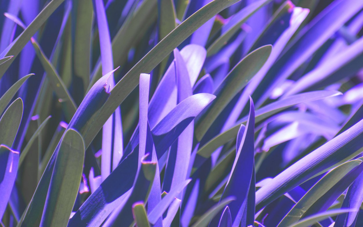 Эстетика фиолетового