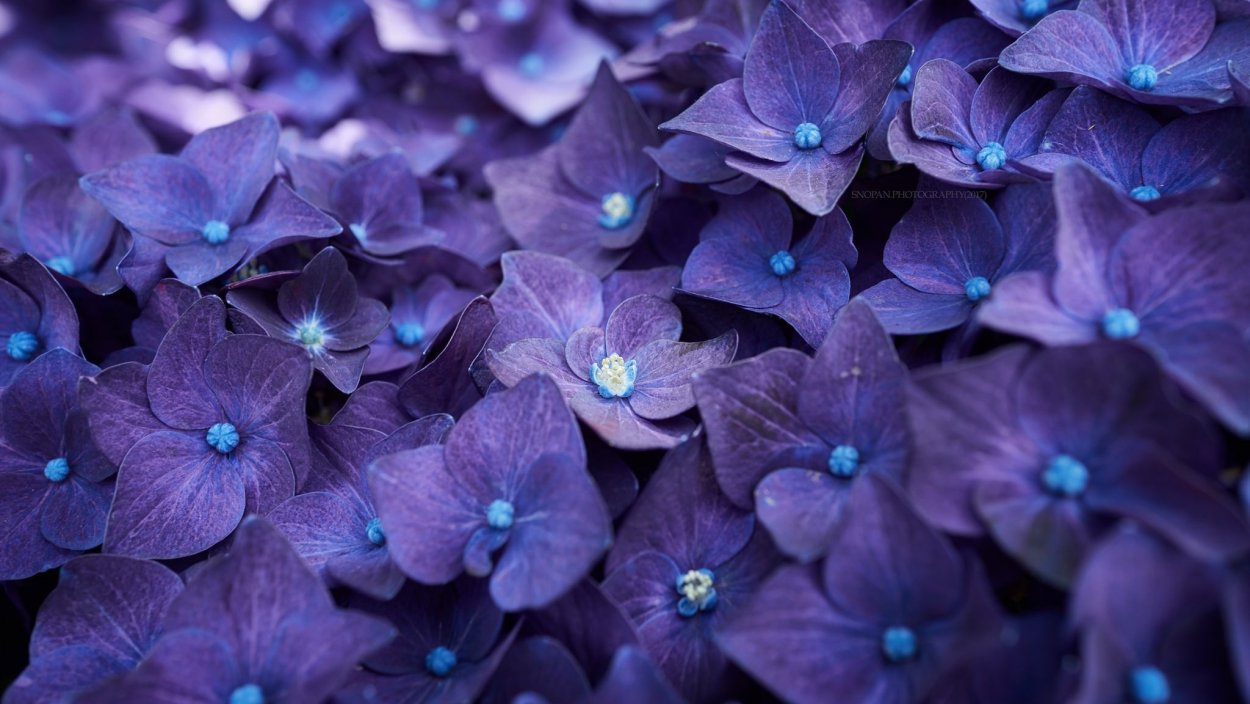 Синяя бабочка