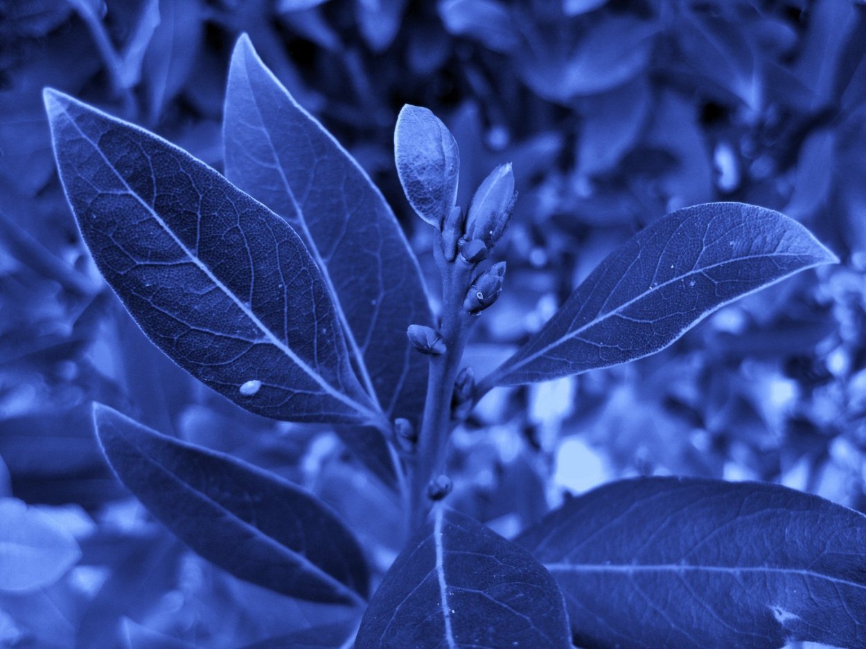 Синяя листва