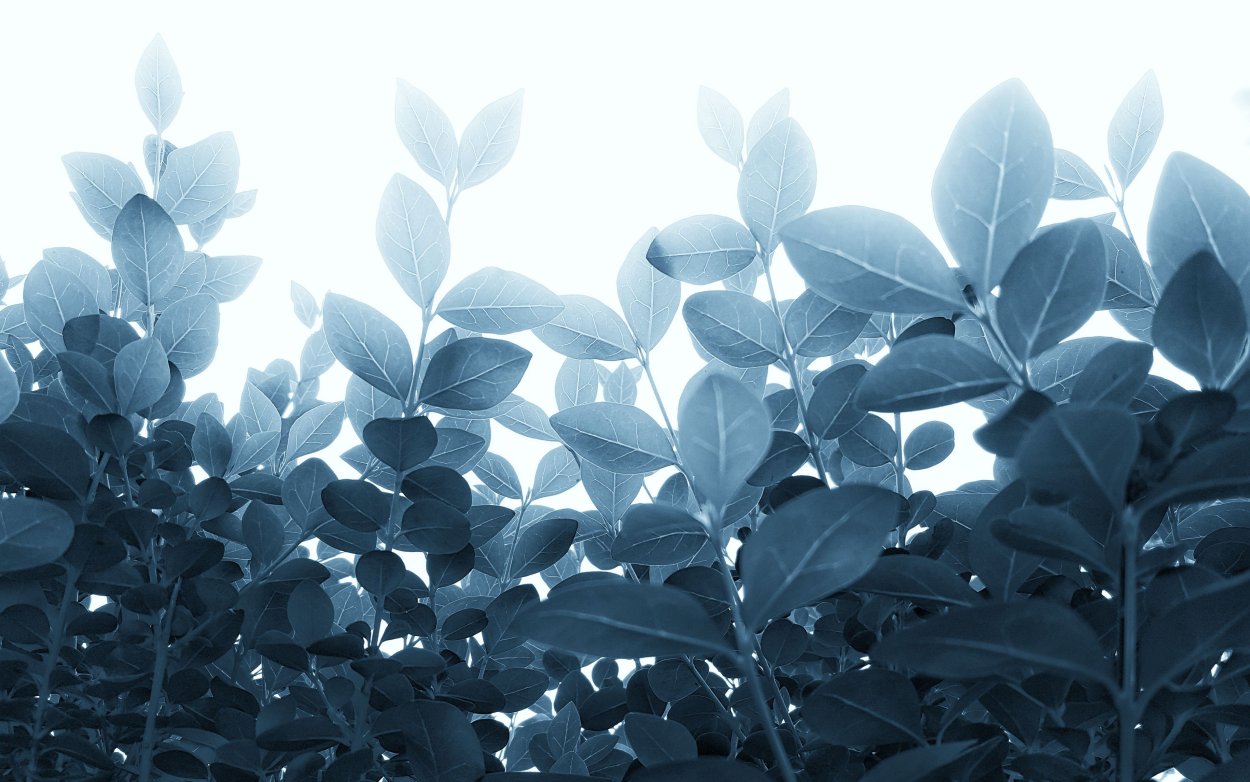 Мох синие цветы