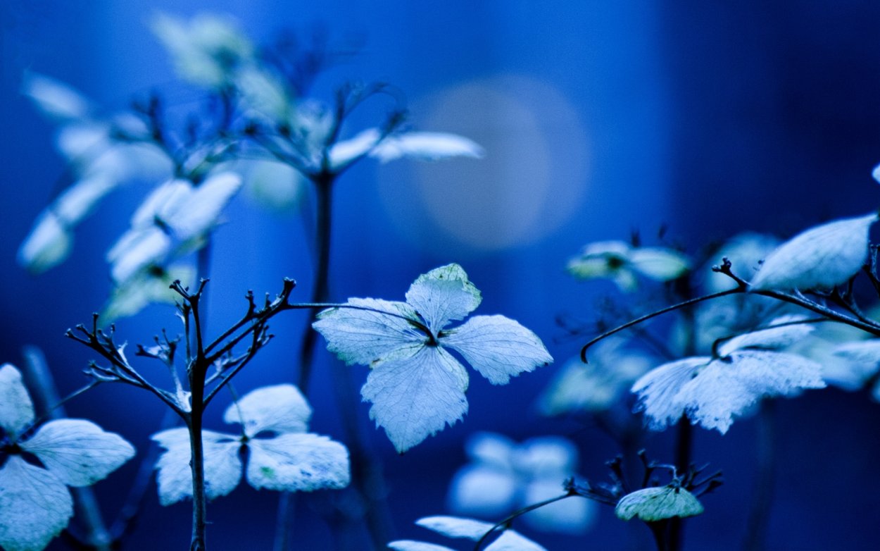 Синие листья фон