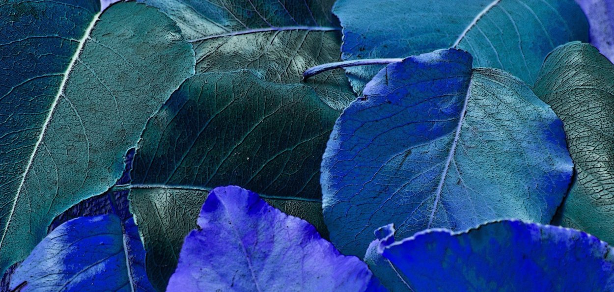Синие листья
