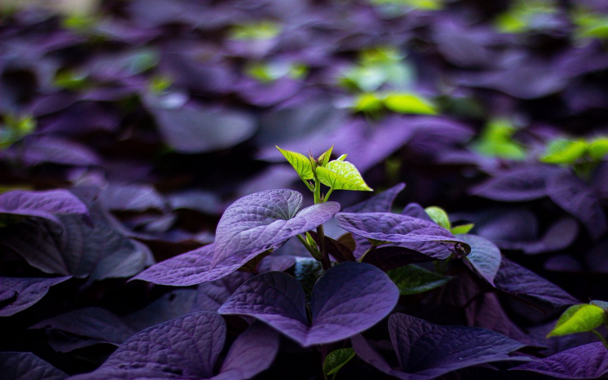 Цветной лист