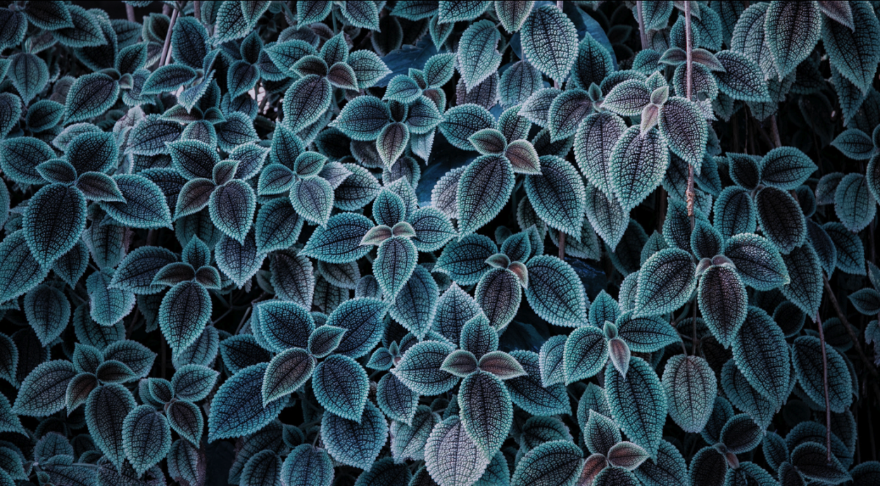 Гортензия голубая и сиреневая