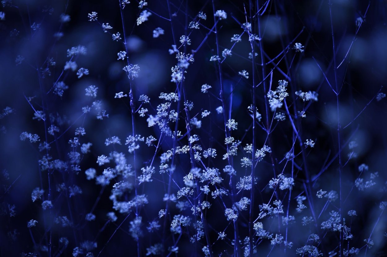 Темные листья