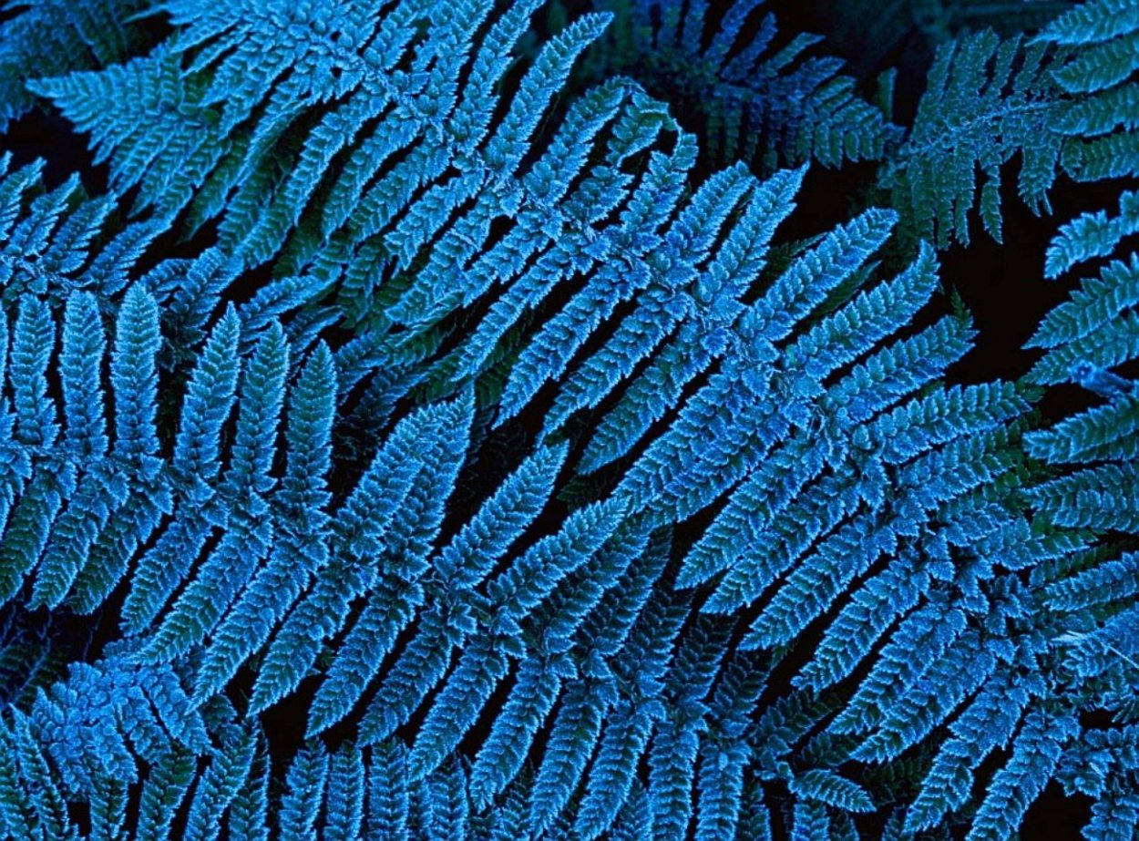 Синие растения