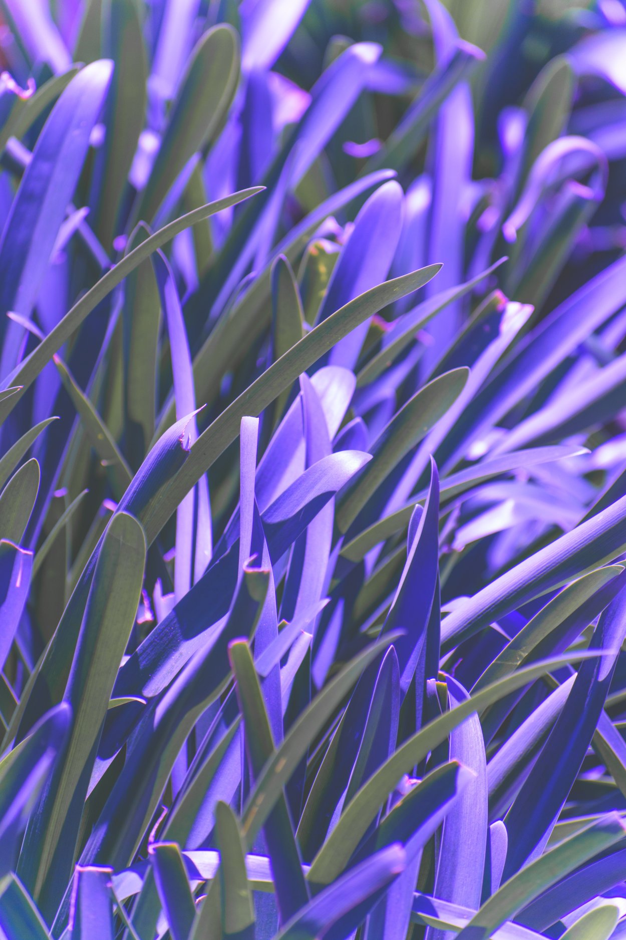 Обои на рабочий стол листья