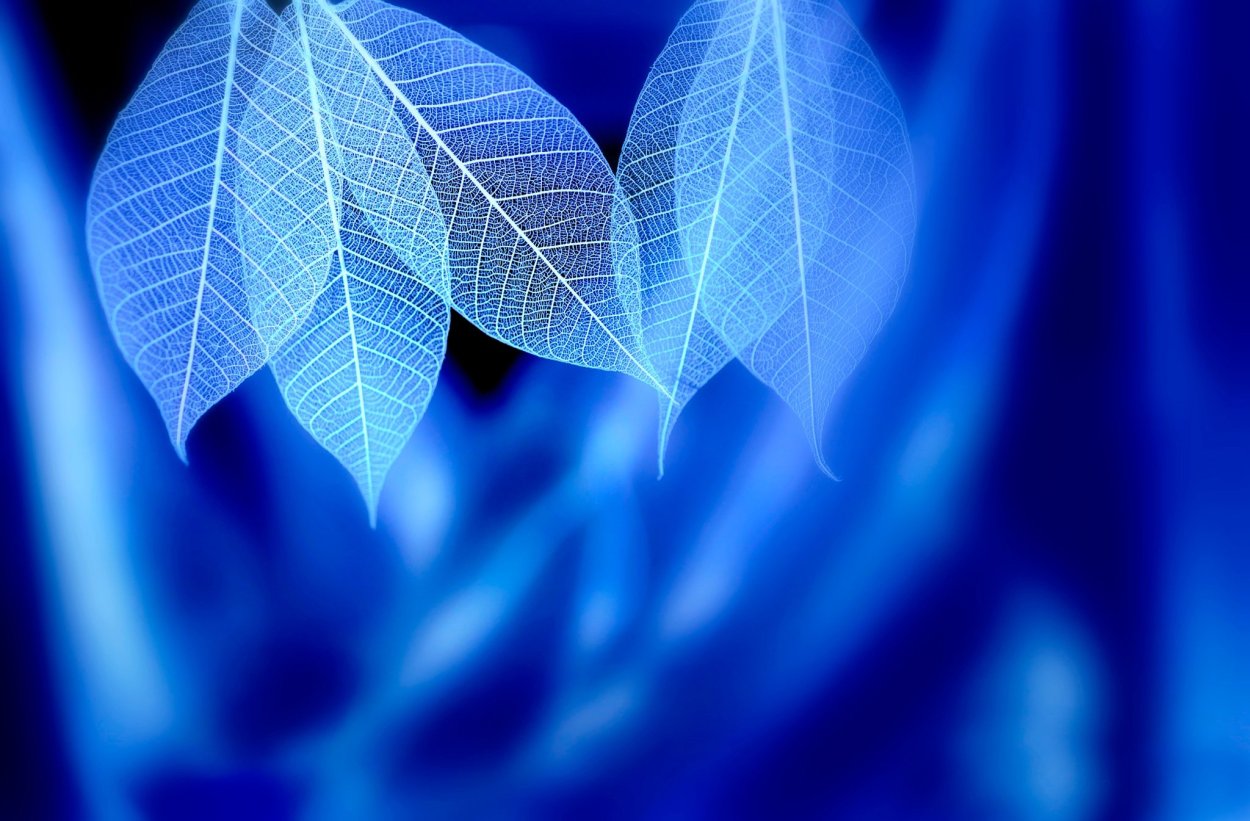 Синий листок дерева