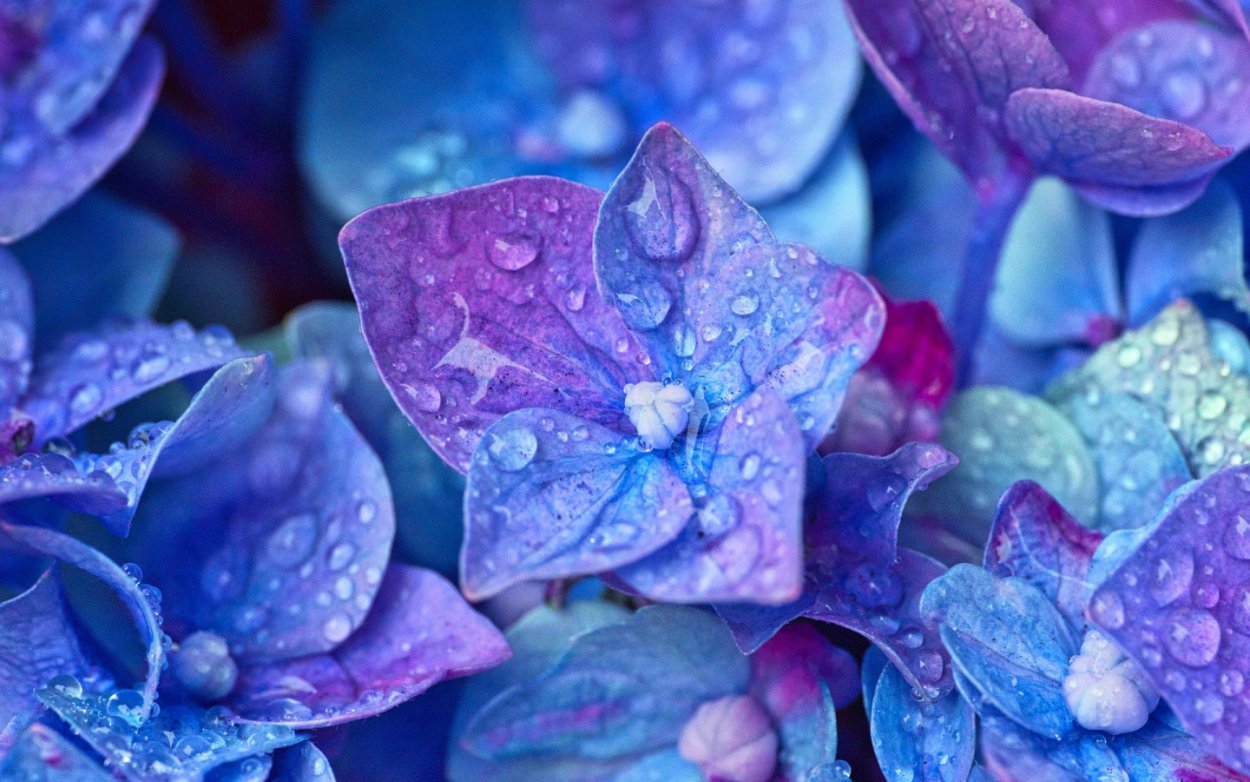 Ипомея цветёт macro