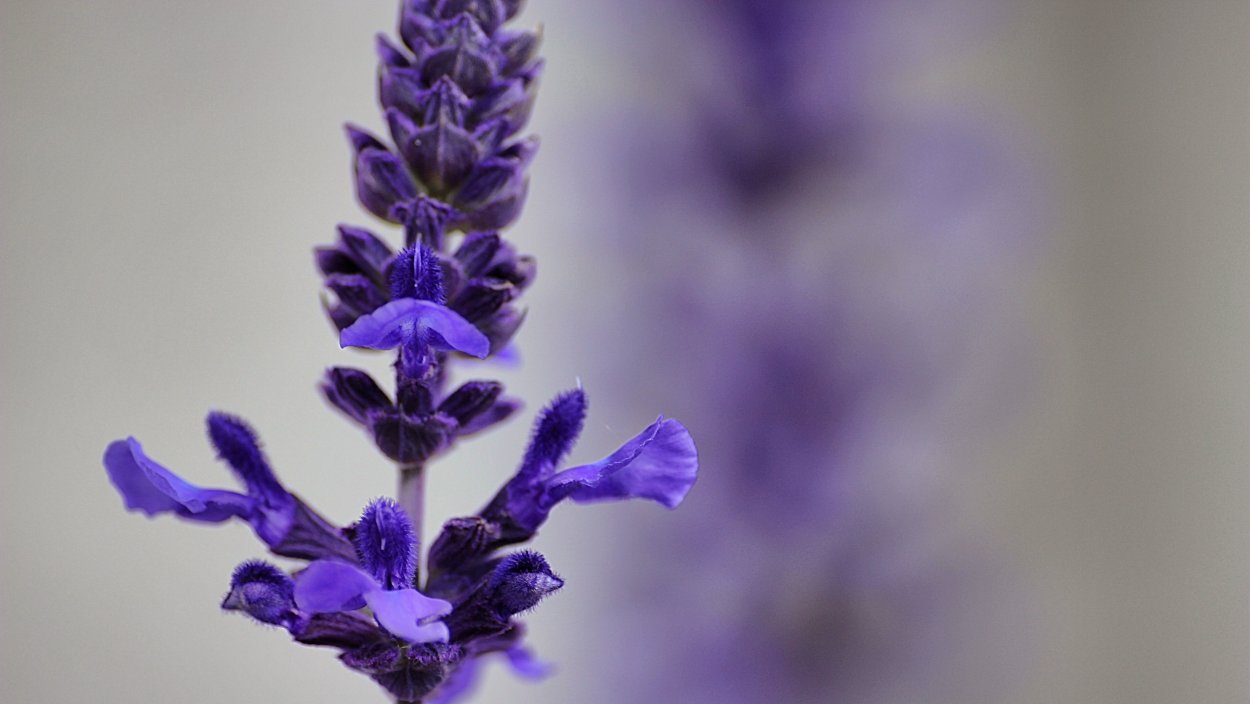 Синяя листва