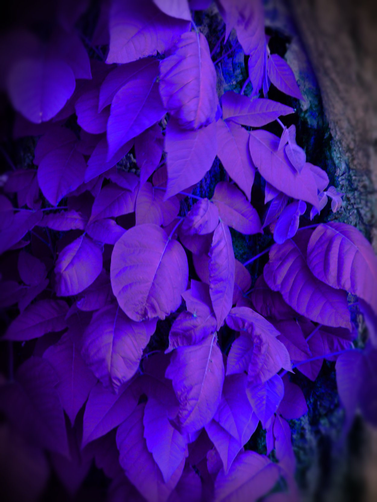 Незабудка Садовая голубая многолетняя